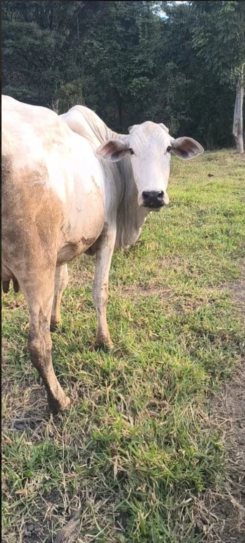 MARIAH IMOVEIS VENDE LINDA CHACARA PRODUTIVA E MUITO BEM LOCALIZADA  NA PONTE ALTA NORTE DO GAMA — foto