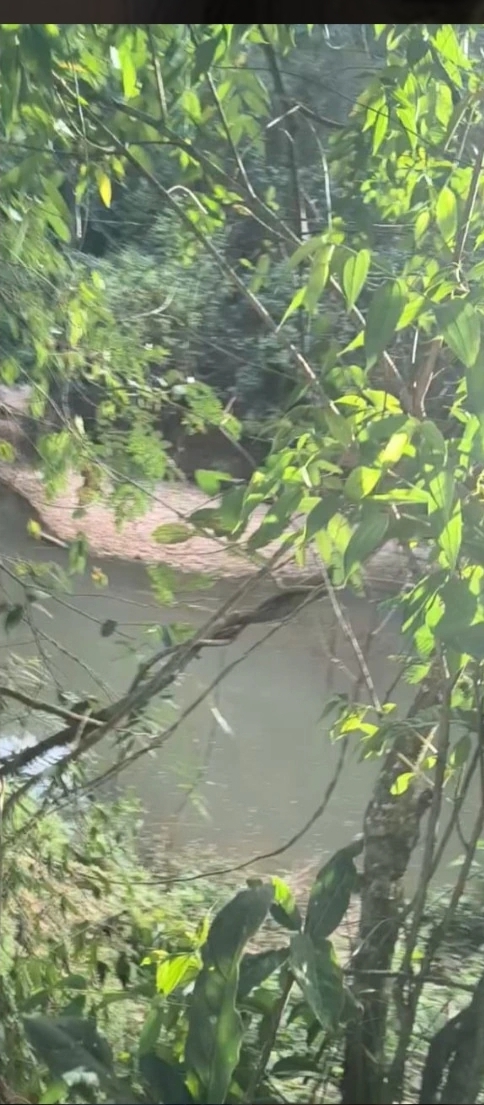 MARIAH IMOVEIS VENDE LINDA CHACARA PRODUTIVA E MUITO BEM LOCALIZADA  NA PONTE ALTA NORTE DO GAMA — foto