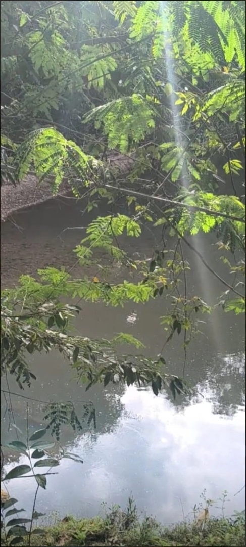 MARIAH IMOVEIS VENDE LINDA CHACARA PRODUTIVA E MUITO BEM LOCALIZADA  NA PONTE ALTA NORTE DO GAMA — foto