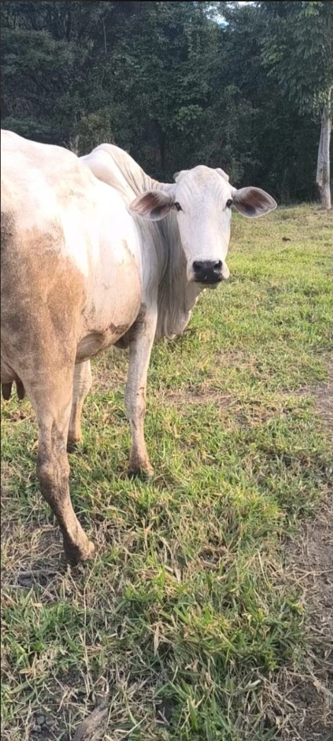 MARIAH IMOVEIS VENDE LINDA CHACARA PRODUTIVA E MUITO BEM LOCALIZADA  NA PONTE ALTA NORTE DO GAMA — foto