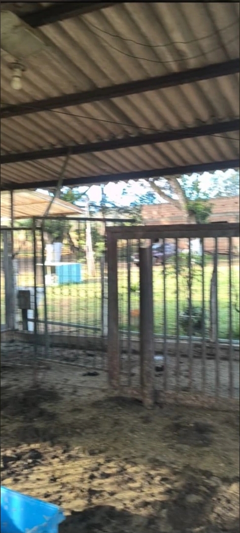 MARIAH IMOVEIS VENDE LINDA CHACARA PRODUTIVA E MUITO BEM LOCALIZADA  NA PONTE ALTA NORTE DO GAMA — foto