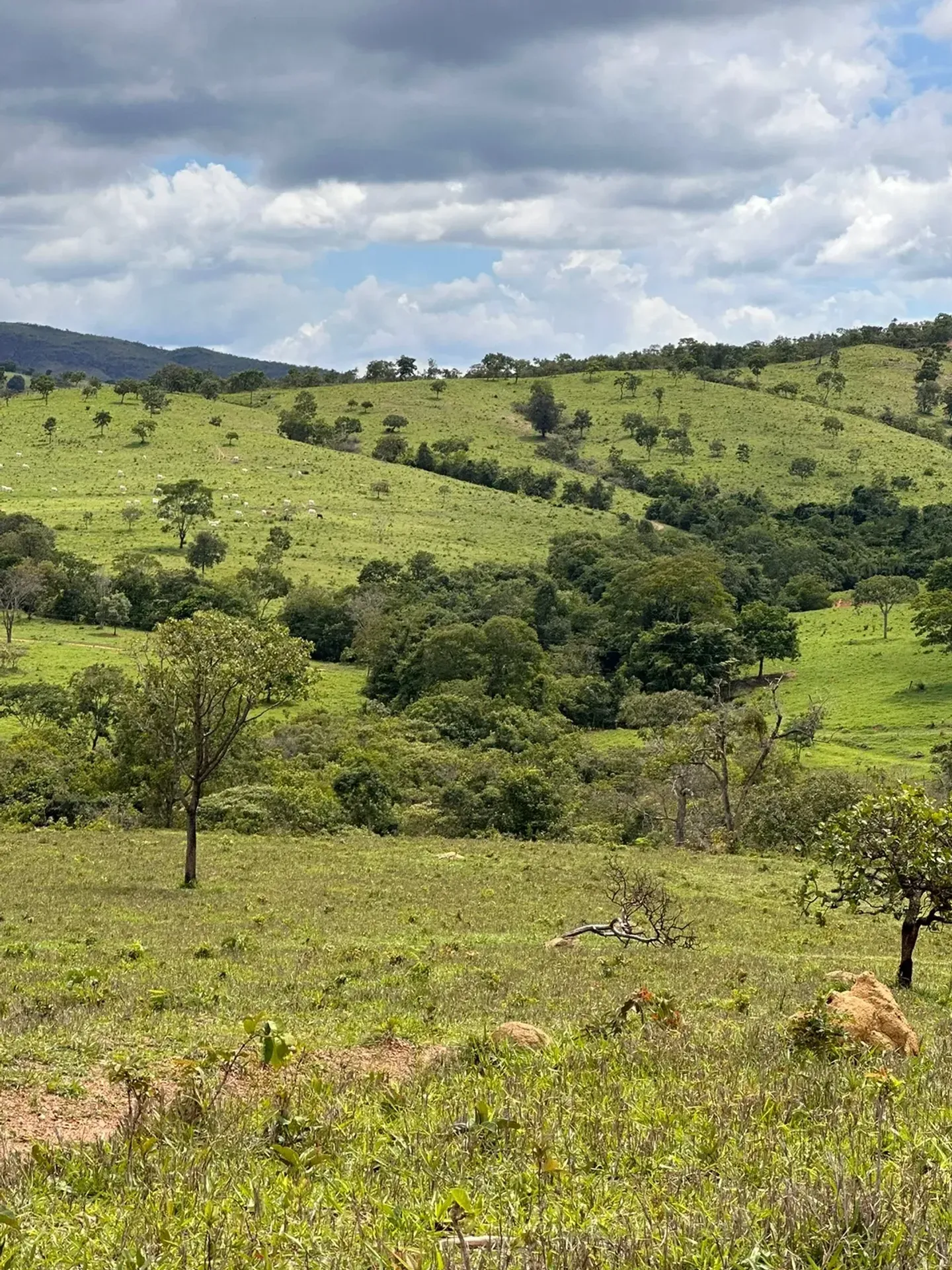Fazenda à Venda – Região de Vila Propício | Goiás/GO — foto