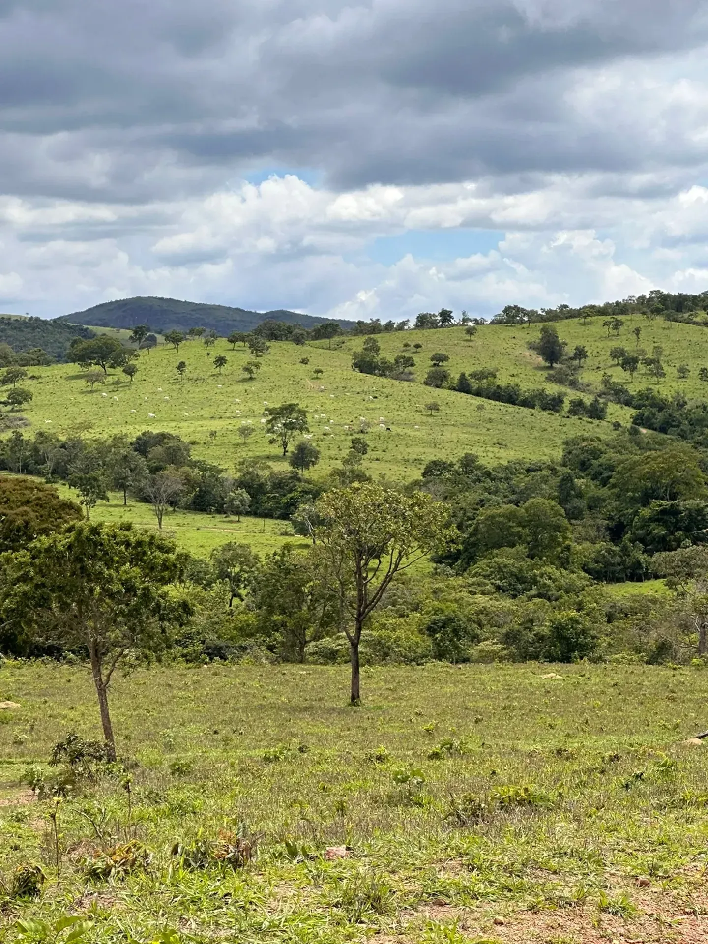 Fazenda à Venda – Região de Vila Propício | Goiás/GO — foto