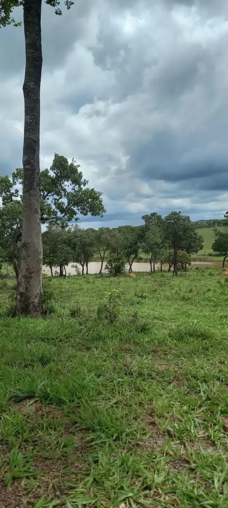 Fazenda à Venda – Região de Vila Propício | Goiás/GO — foto