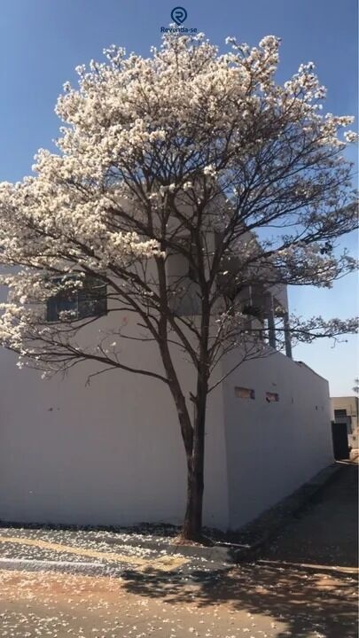 Casa Alto Padrão p-Waleria01 — foto