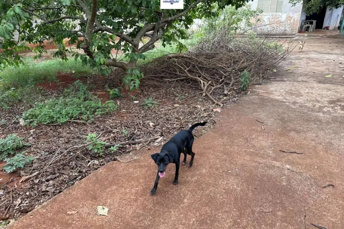 Terreno à venda no bairro Setor Santos Dumont em Goiânia/GO — foto