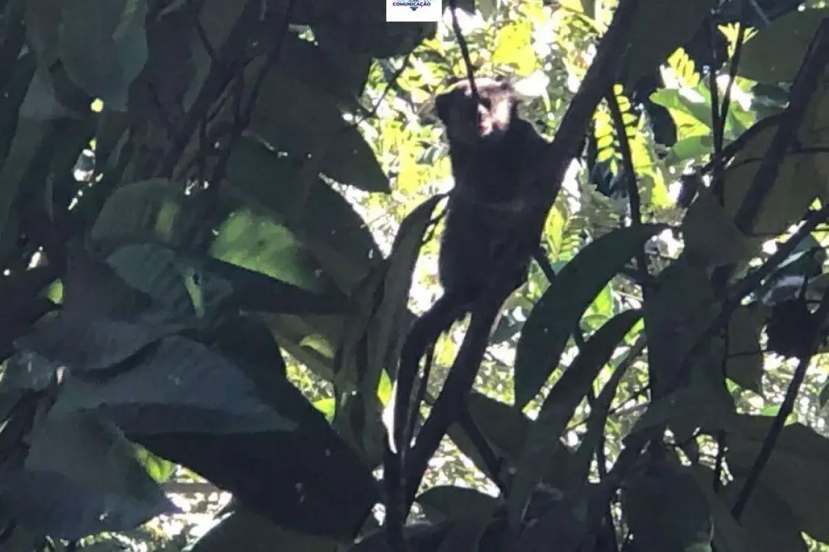 Chácara à venda no bairro Sítios de Recreio dos Bandeirantes em Goiânia/GO — foto