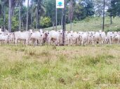 Fazenda à venda no bairro Rural em Rianápolis/GO — foto