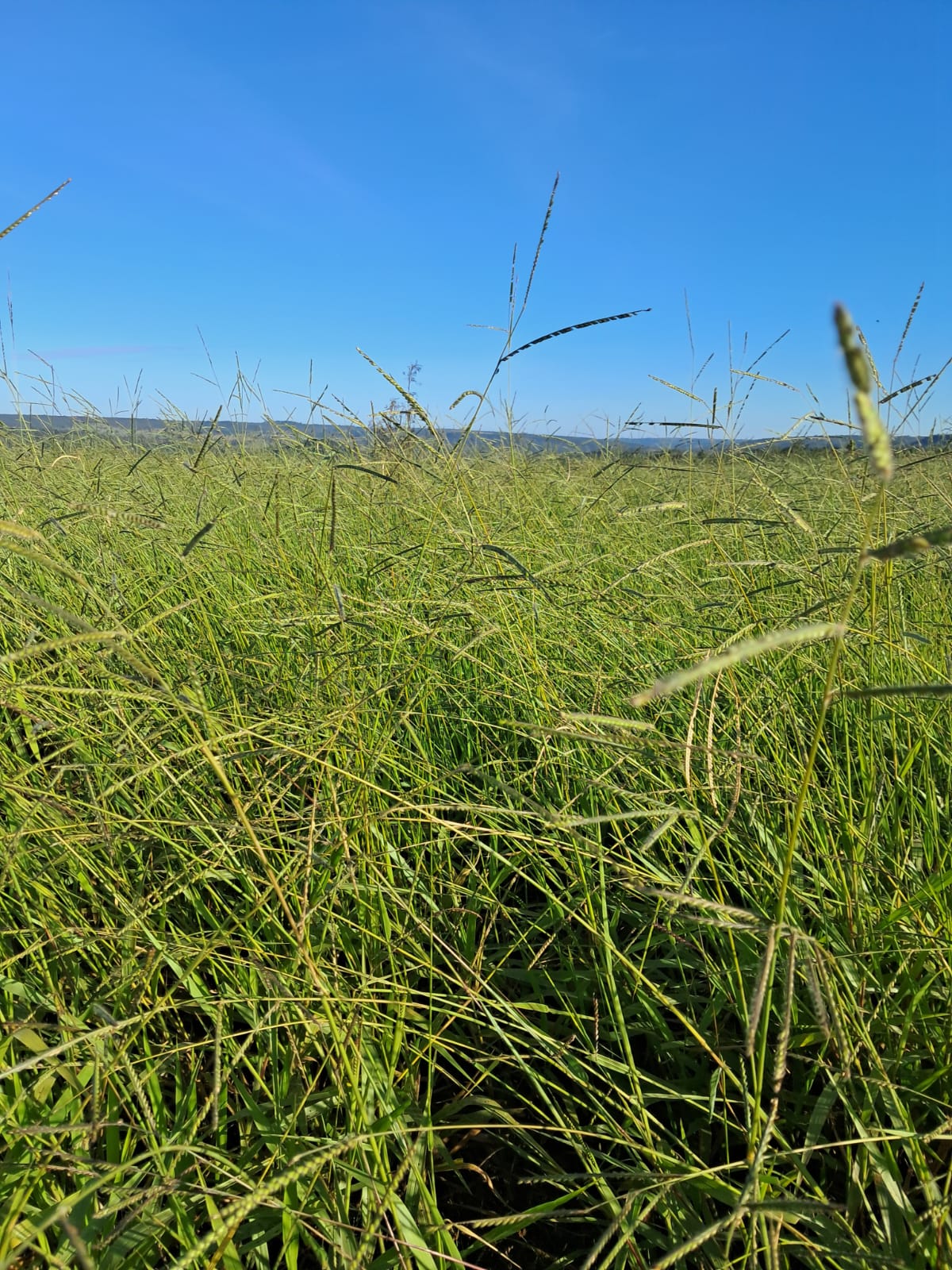 Fazenda à Venda - Santo Antônio do Descoberto - GO — foto