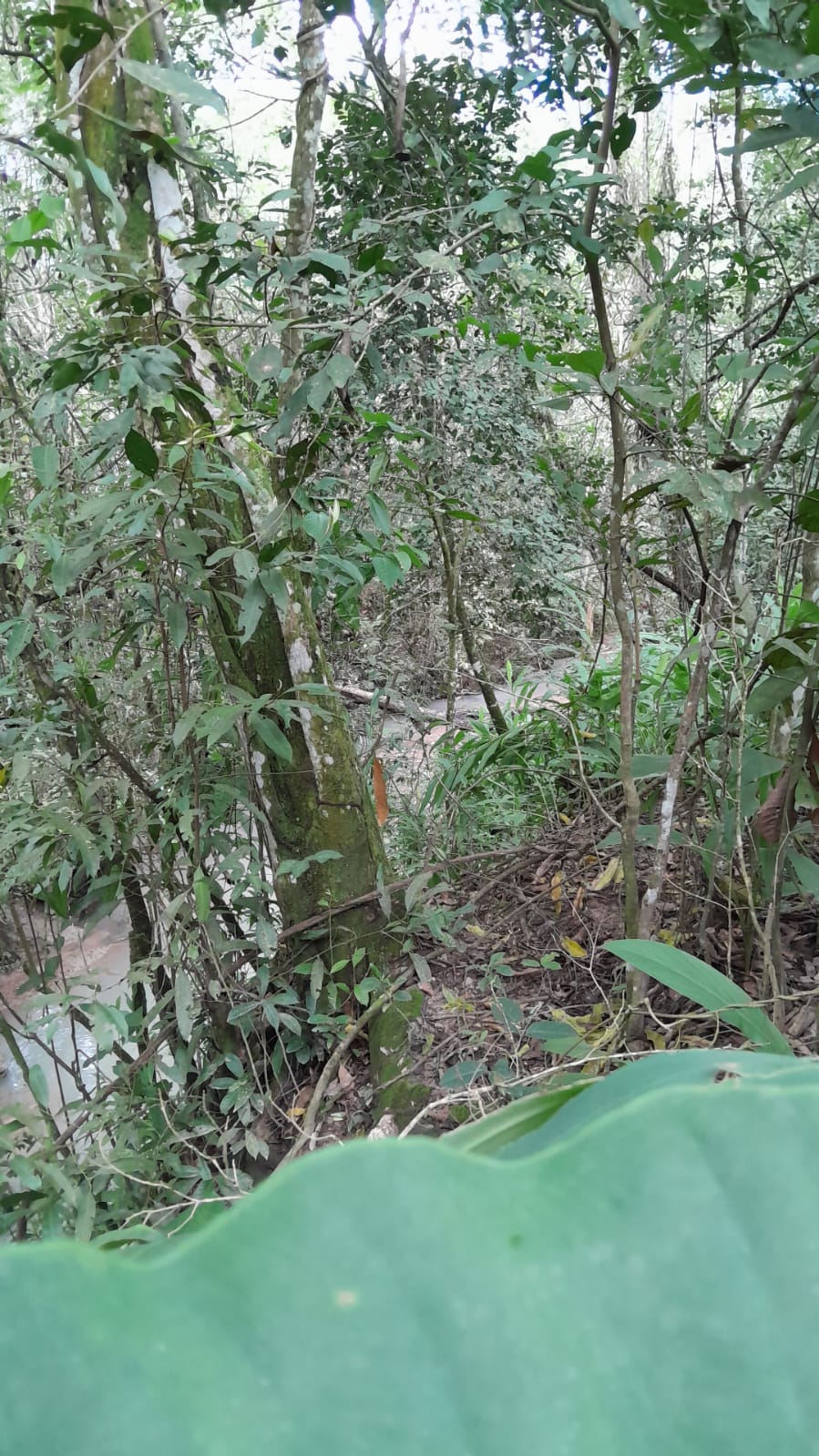 Fazenda à Venda - Santo Antônio do Descoberto - GO — foto
