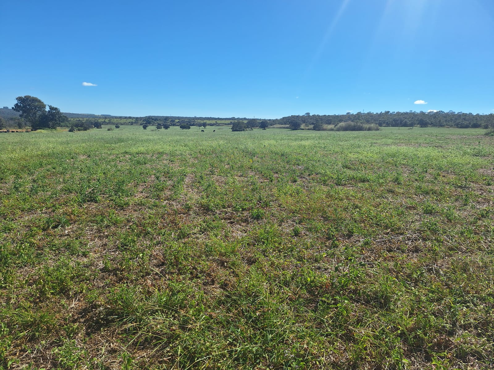 à Venda - Fazenda São José | 685,1883 ha | Alexânia - GO — foto