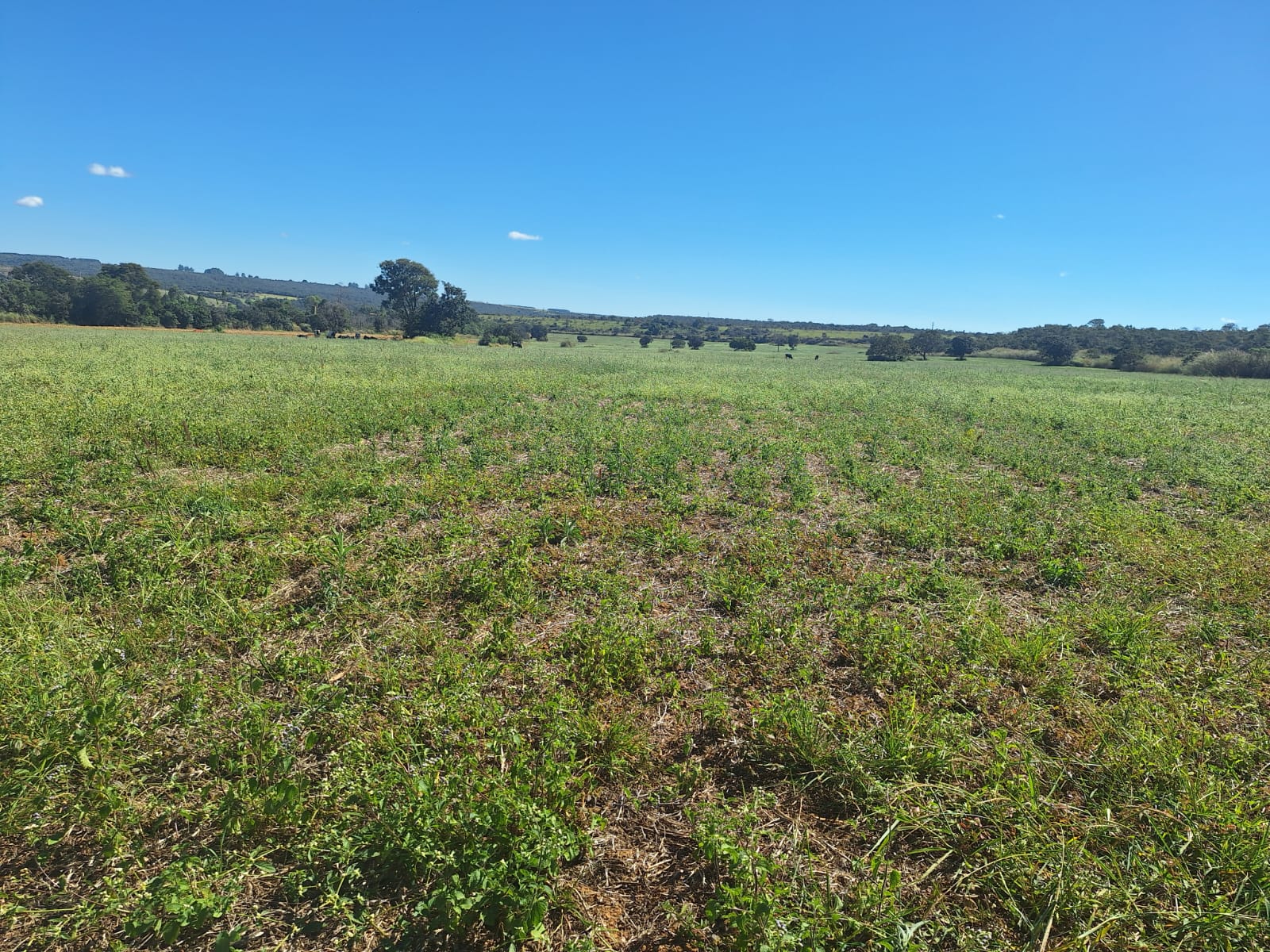 à Venda - Fazenda São José | 685,1883 ha | Alexânia - GO — foto