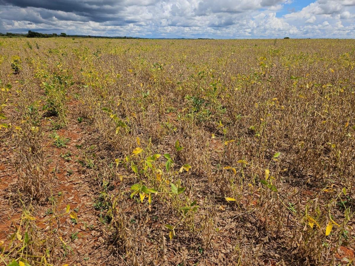 à Venda - Cocalzinho de Goiás/GO — foto