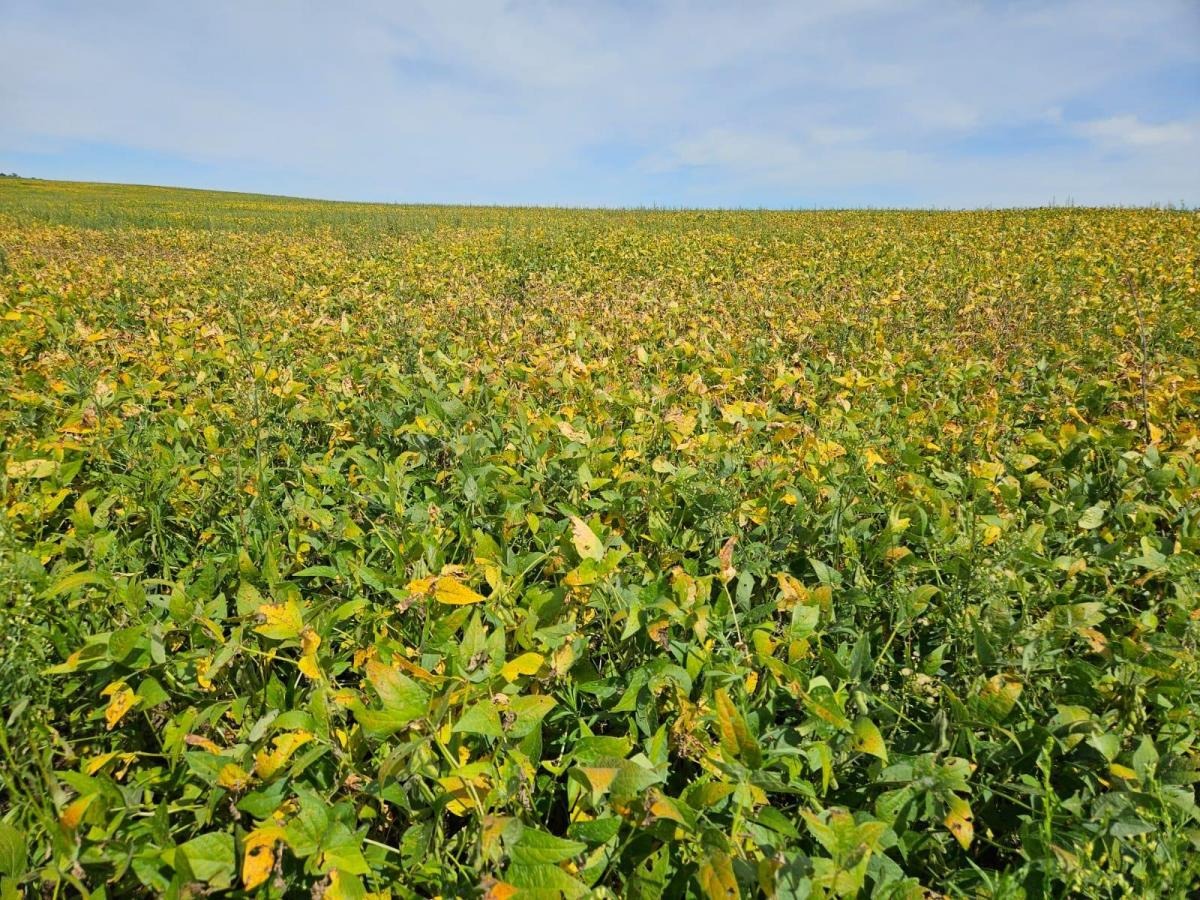 à Venda - Cocalzinho de Goiás/GO — foto