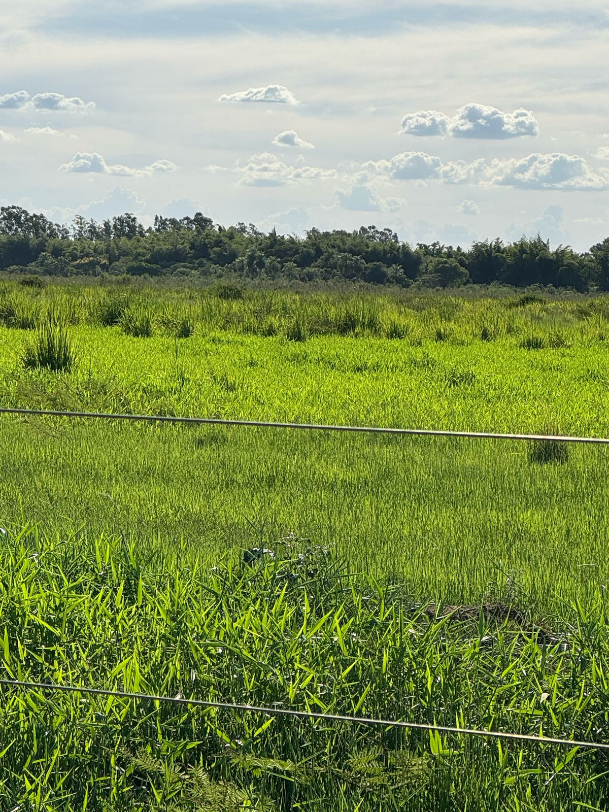 Área Rural à Venda – Fátima do Sul/MS — foto