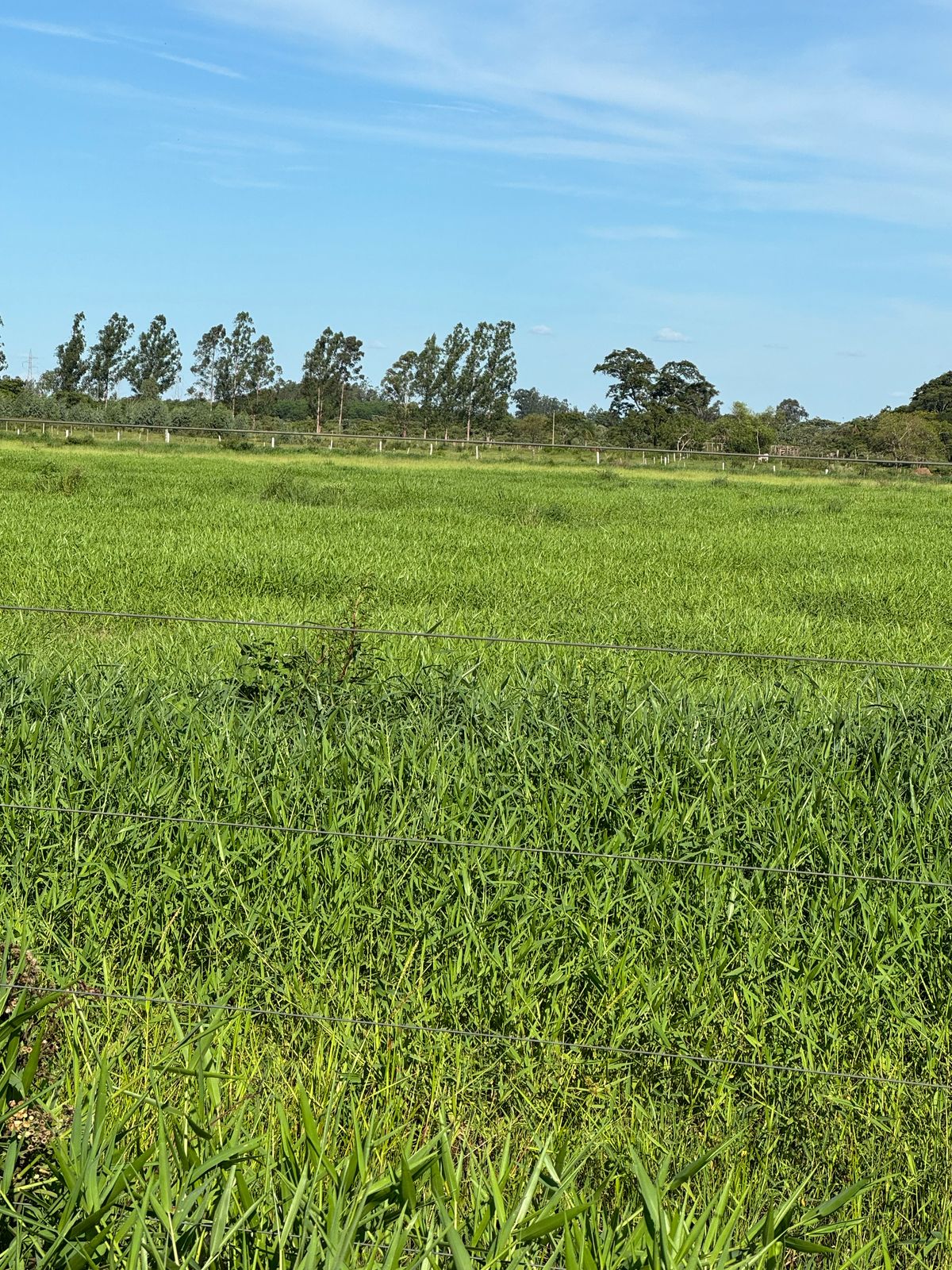 Área Rural à Venda – Fátima do Sul/MS — foto
