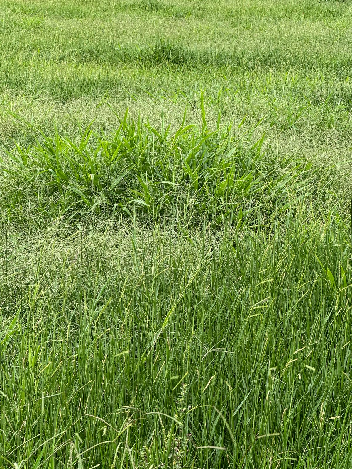 Área Rural à Venda – Fátima do Sul/MS — foto