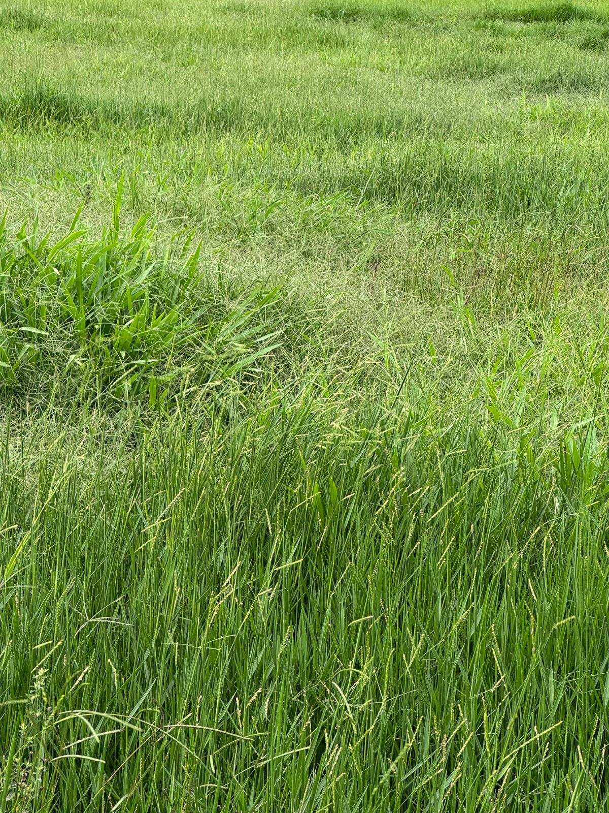 Área Rural à Venda – Fátima do Sul/MS — foto